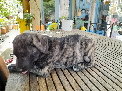 Tacha